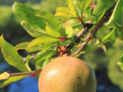 Apartment One bedroom apartment near beach Ubli, Lastovo A-8344-a - Outdoor photo 13