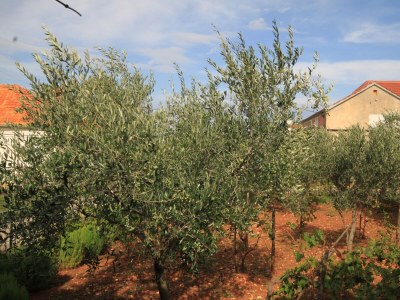 Apartment Two bedroom apartment with terrace Ugljan A-8479-a - Outdoor photo 38