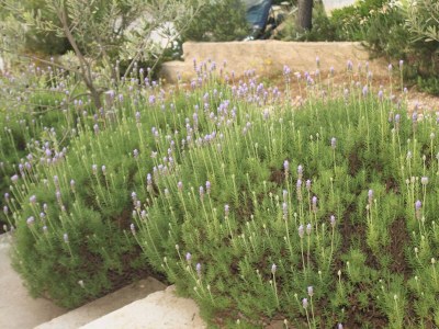 Apartment Two bedroom apartment with terrace and sea view Rukavac, Vis A-8489-a - Outdoor photo 14