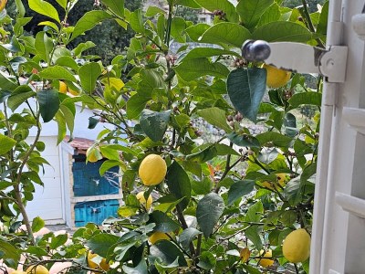 Apartment Two bedroom apartment with terrace and sea view Slano, Dubrovnik A-8540-a - Outdoor photo 23
