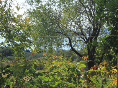 Apartment Three bedroom apartment with terrace Brsečine, Dubrovnik A-8549-a - Outdoor photo 24