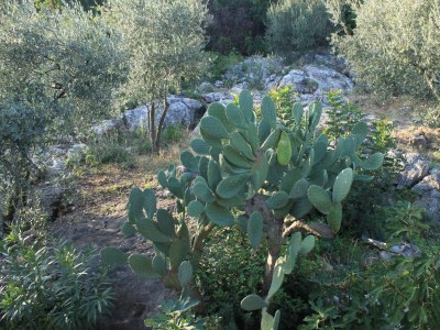 Apartment One bedroom apartment with balcony and sea view Molunat, Dubrovnik A-8550-a - Outdoor photo 8