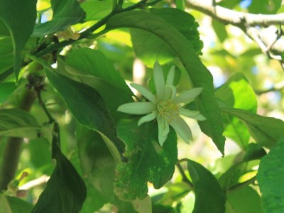 Apartment Two bedroom apartment near beach Cove Mala Pogorila, Hvar A-8953-a - Outdoor photo 12
