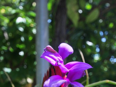 Apartment One bedroom apartment with balcony Orebić, Pelješac A-10190-a - Outdoor photo 3