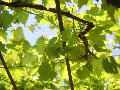 Apartment One bedroom apartment with balcony Orebić, Pelješac A-10190-a - Outdoor photo 4