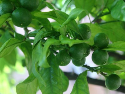 Apartment One bedroom apartment with balcony Orebić, Pelješac A-10190-a - Outdoor photo 5