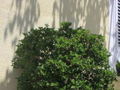 Apartment Three bedroom apartment with terrace Trsteno, Dubrovnik A-9015-a - Outdoor photo 11