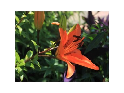 Apartment Three bedroom apartment with terrace Trsteno, Dubrovnik A-9015-a - Outdoor photo 12