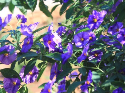 Apartment Two bedroom apartment with terrace Rukavac, Vis A-8836-a - Outdoor photo 9