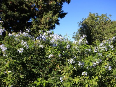 Holiday house Two bedroom house near beach Cove Rogačić, Vis K-8886 - Outdoor photo 22