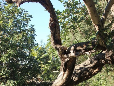 Holiday house One bedroom house near beach Cove Rogačić, Vis K-8887 - Outdoor photo 5