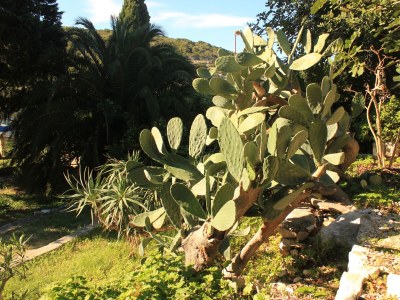 Holiday house One bedroom house near beach Cove Rogačić, Vis K-8887 - Outdoor photo 6