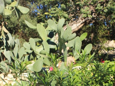 Holiday house One bedroom house near beach Cove Rogačić, Vis K-8887 - Outdoor photo 7