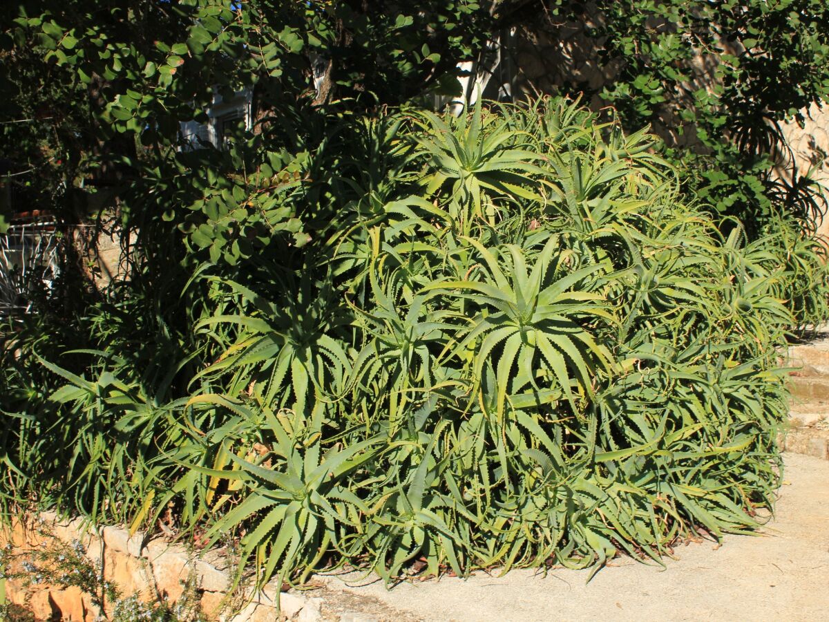 Holiday house One bedroom house with terrace Cove Rogačić, Vis K-8889 - Outdoor photo 5