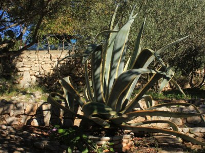 Holiday house One bedroom house with terrace Cove Rogačić, Vis K-8889 - Outdoor photo 6