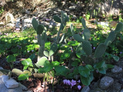 Holiday house One bedroom house with terrace Cove Rogačić, Vis K-8889 - Outdoor photo 7