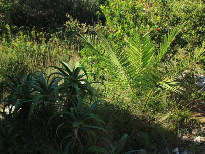 Holiday house Three bedroom house near beach Cove Parja, Vis K-8892 - Outdoor photo 12