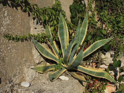 Holiday house Three bedroom house near beach Cove Parja, Vis K-8892 - Outdoor photo 13