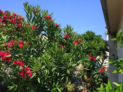 Apartment Apartments by the sea Orebić, Pelješac - 11450 - Outdoor photo 6