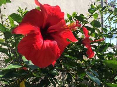 Apartment Apartments by the sea Orebić, Pelješac - 11450 - Outdoor photo 8