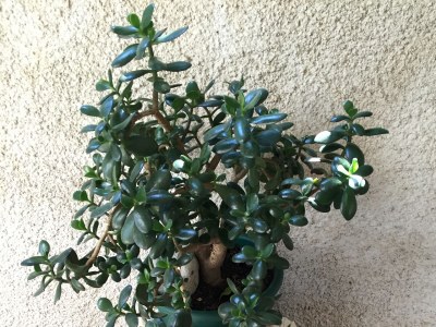 Apartment Apartments by the sea Orebić, Pelješac - 11450 - Outdoor photo 9