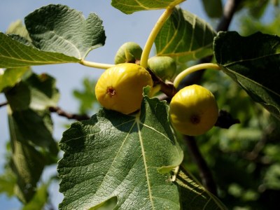 Holiday house Seaside holiday house Lukoran, Ugljan - 12355 - Seaside holiday house Lukoran, Ugljan - 12355 - Outdoor photo 11