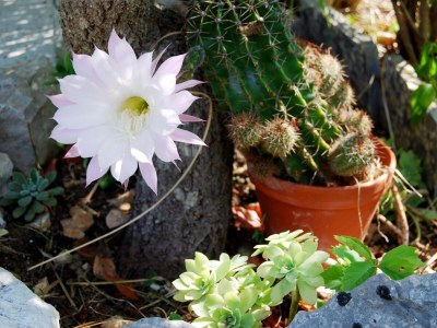 Holiday house Seaside holiday house Lukoran, Ugljan - 12355 - Seaside holiday house Lukoran, Ugljan - 12355 - Outdoor photo 12