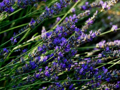 Holiday house Seaside holiday house Lukoran, Ugljan - 12355 - Seaside holiday house Lukoran, Ugljan - 12355 - Outdoor photo 13