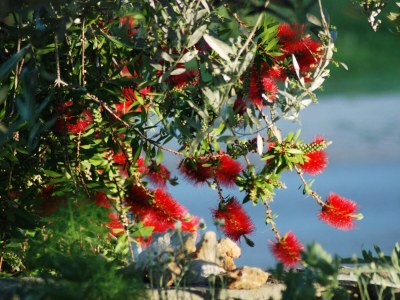 Holiday house Seaside holiday house Lukoran, Ugljan - 12355 - Seaside holiday house Lukoran, Ugljan - 12355 - Outdoor photo 14