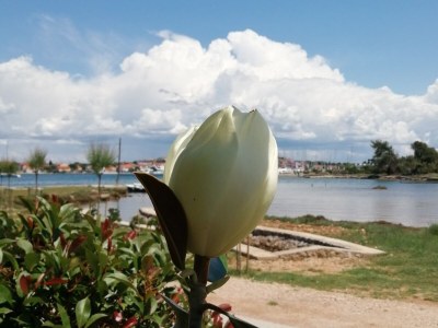 Holiday house Seaside holiday house Lukoran, Ugljan - 12355 - Seaside holiday house Lukoran, Ugljan - 12355 - Outdoor photo 20