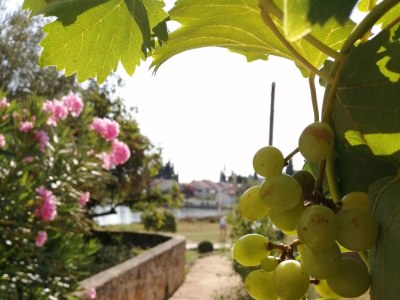Holiday house Seaside holiday house Lukoran, Ugljan - 12355 - Seaside holiday house Lukoran, Ugljan - 12355 - Outdoor photo 21