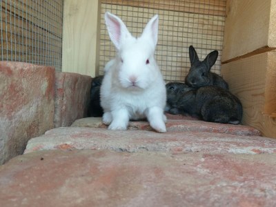 Holiday house Two bedroom house with terrace Popovići, Zagora K-14074 - Outdoor photo 9