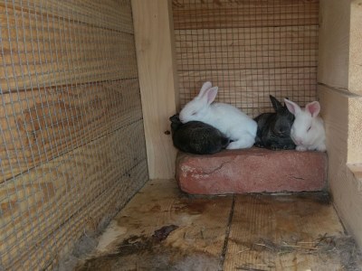 Holiday house Two bedroom house with terrace Popovići, Zagora K-14074 - Outdoor photo 10