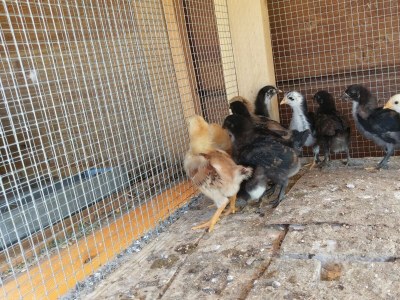 Holiday house Two bedroom house with terrace Popovići, Zagora K-14074 - Outdoor photo 11