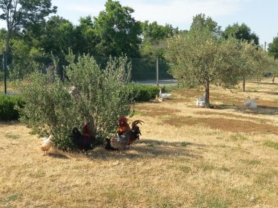 Holiday house Two bedroom house with terrace Popovići, Zagora K-14074 - Outdoor photo 12