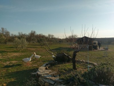 Holiday house Two bedroom house with terrace Popovići, Zagora K-14074 - Outdoor photo 13