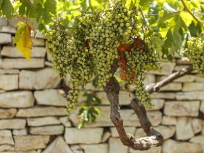 Holiday house One bedroom house with terrace and sea view Oključna, Vis K-14875 - Outdoor photo 8