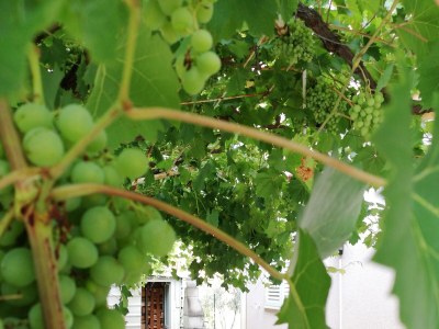 Apartment Two bedroom apartment with terrace Zadar A-15945-a - Outdoor photo 6