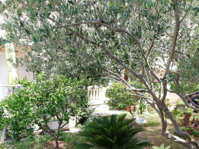 Apartment Two bedroom apartment with terrace Zadar A-15945-a - Outdoor photo 7