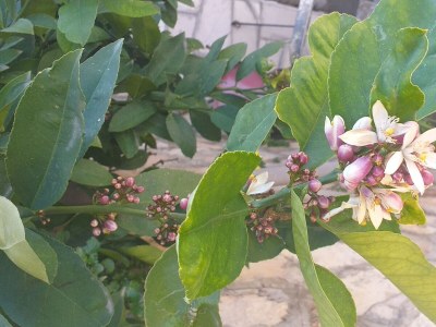 Apartment One bedroom apartment near beach Ubli, Lastovo A-16599-a - Outdoor photo 10