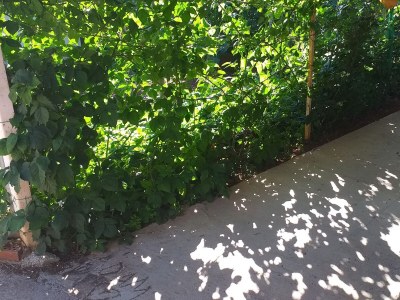 Apartment One bedroom apartment with balcony Bibinje, Zadar A-18843-a - Outdoor photo 7