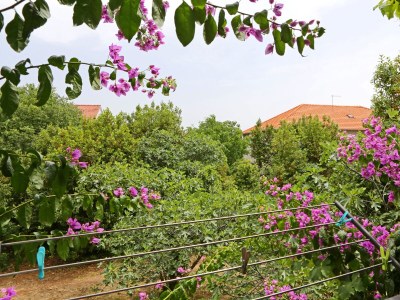 Apartment One bedroom apartment with balcony Bibinje, Zadar A-18843-a - Outdoor photo 18