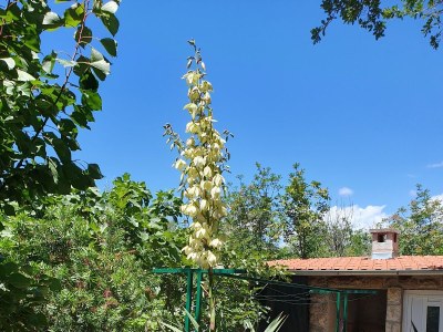 Apartment Two bedroom apartment with terrace and sea view Seline, Paklenica A-17390-a - Outdoor photo 2