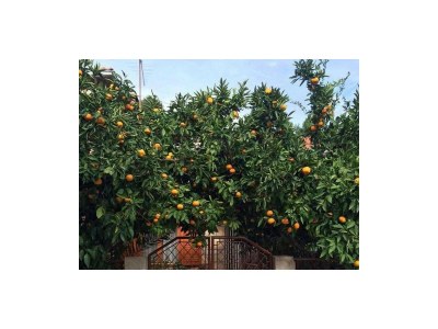 Holiday house Four-bedroom house with terrace Svirče, Hvar K-17682 - Outdoor photo 8