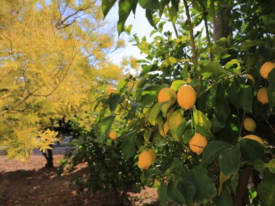 Apartment Two bedroom apartment with terrace Trogir A-18116-a - Outdoor photo 8