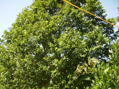 Apartment Two bedroom apartment with terrace Vinež, Labin A-18493-a - Outdoor photo 10