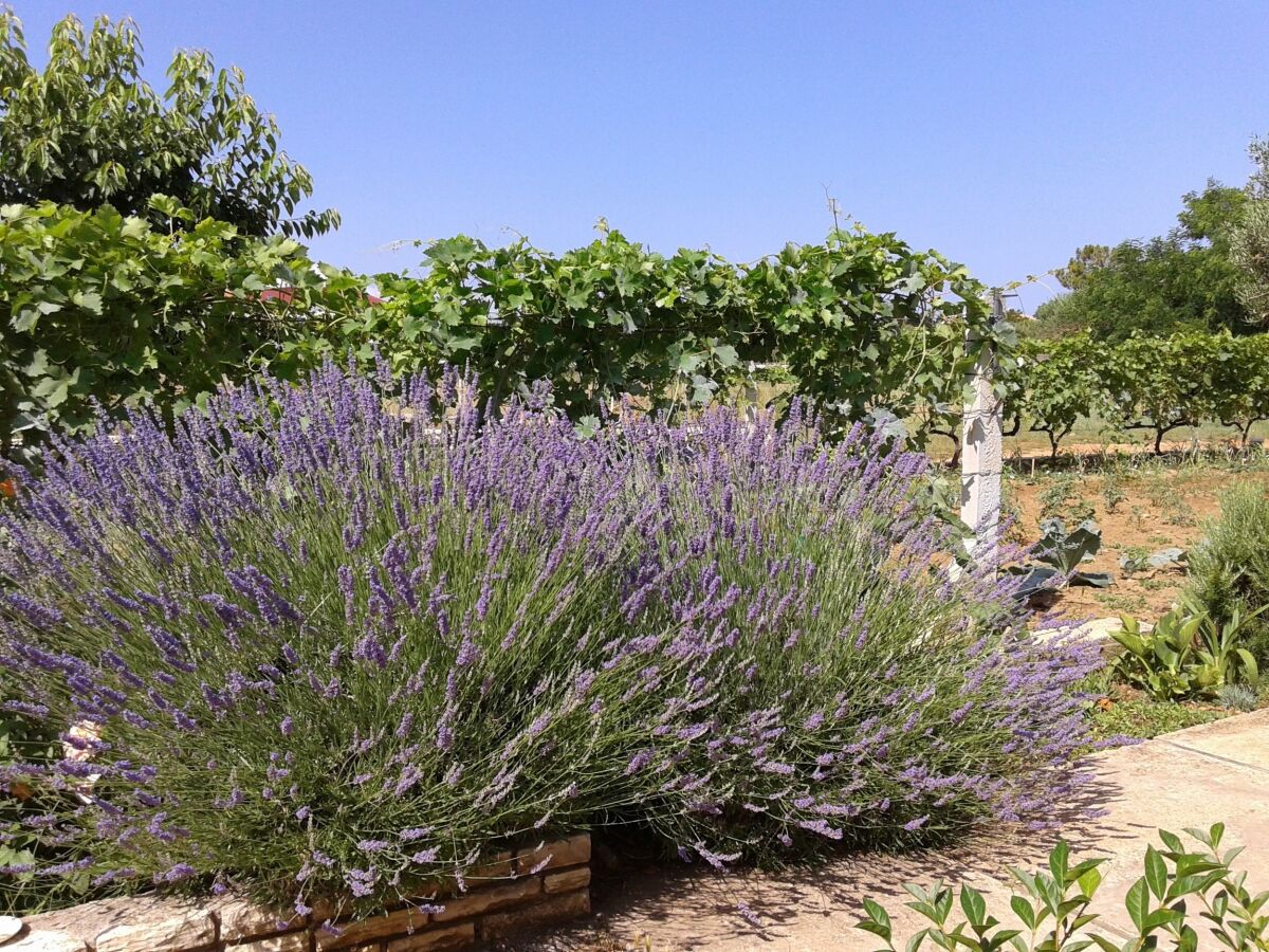 Apartment Three bedroom apartment with terrace Vir A-18532-a - Outdoor photo 3