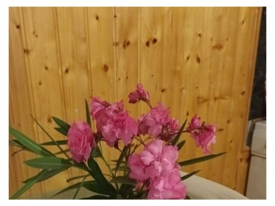 Holiday house Three bedroom house with terrace and sea view Cove Babina, Korčula K-19712 - Outdoor photo 12