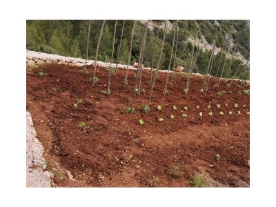 Apartment Studio flat with terrace Cove Medvidina, Hvar AS-22019-a - Outdoor photo 9