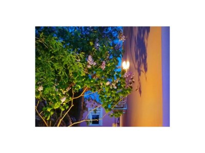 Apartment Two bedroom apartment near beach Cavtat, Dubrovnik A-23017-a - Outdoor photo 4